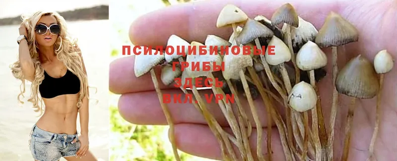 Галлюциногенные грибы Cubensis Аркадак